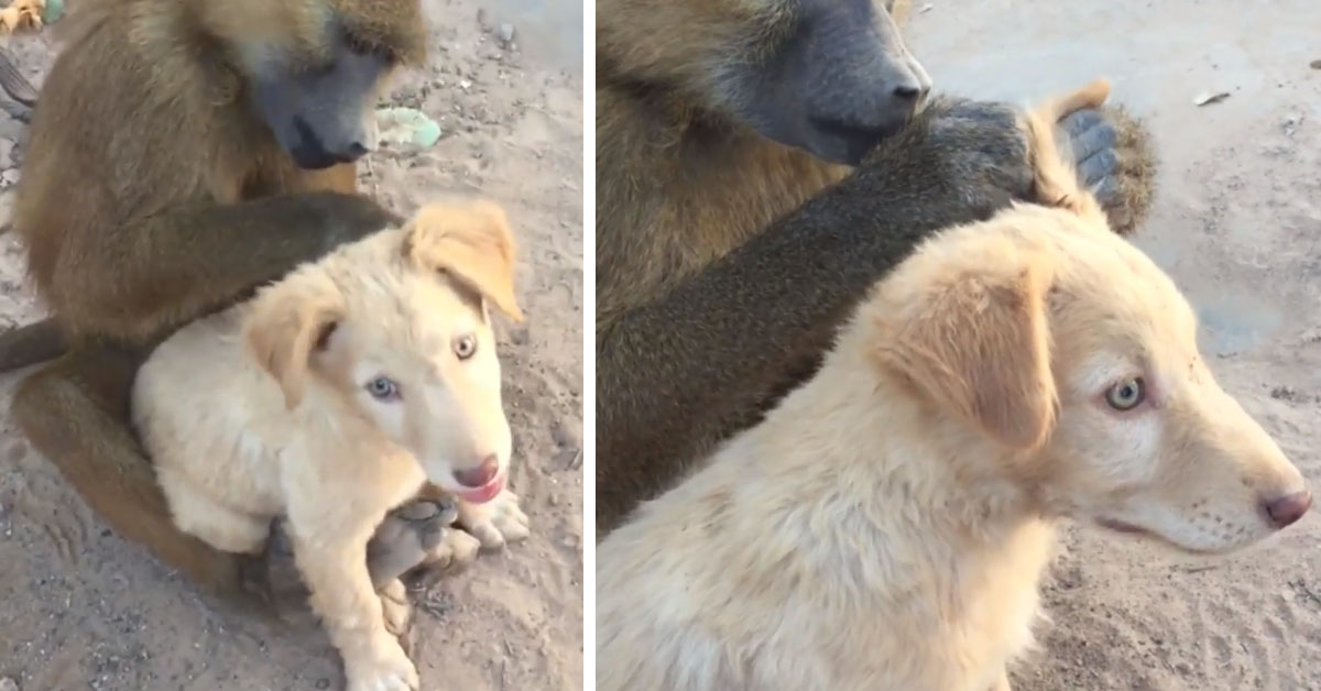 Il cagnolino si lascia “curare” da un babbuino e il video conquista il web