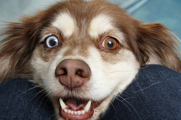 Cucciolo di cane che osserva