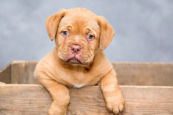 Cucciolo di cane che osserva