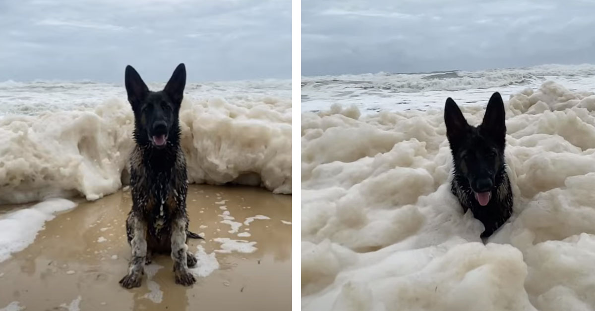 Il cagnolino viene “inghiottito” dalla schiuma del mare e il video diventa virale