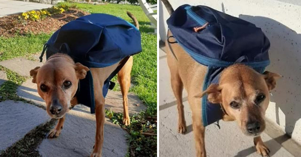 Il cane Luigi ha ricevuto il Premio Fedeltà 2020 di Camogli: consegnava la spesa alla nonna durante il lockdown