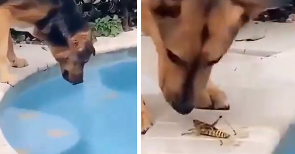 Il cane eroe salva una cavalletta che sta annegando in una piscina (video)