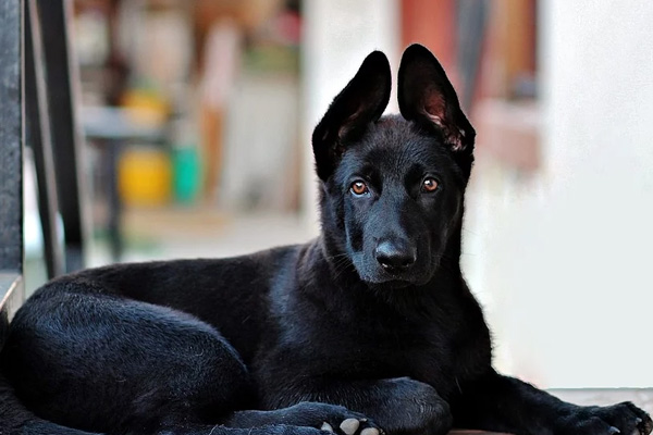Cucciolo di cane nero che osserva
