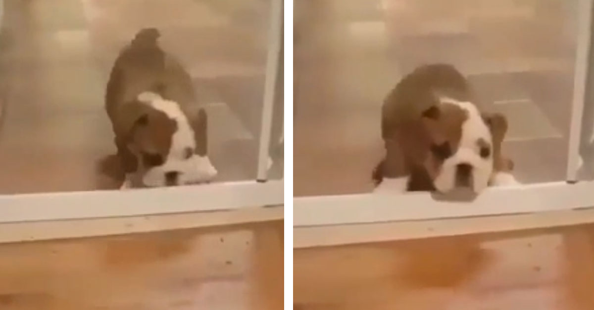 Il cucciolo di Bulldog affronta un “ostacolo” e la sua performance diventa virale (video)