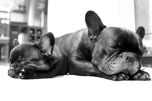 Due Bulldog che dormono