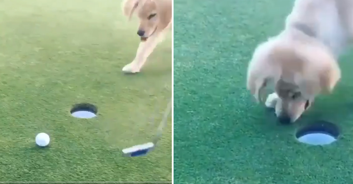 Il cucciolo di Golden Retriever gioca a golf e la sua buca diventa virale (video)