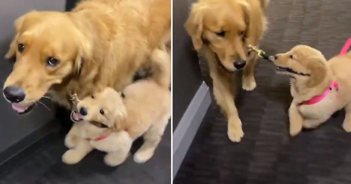 Il cucciolo di Golden Retriever porta il suo amico più grande a fare una passeggiata (video)