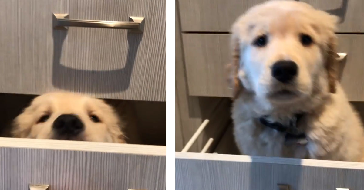 Il cucciolo di Golden Retriever si nasconde in un cassetto e il video diventa virale