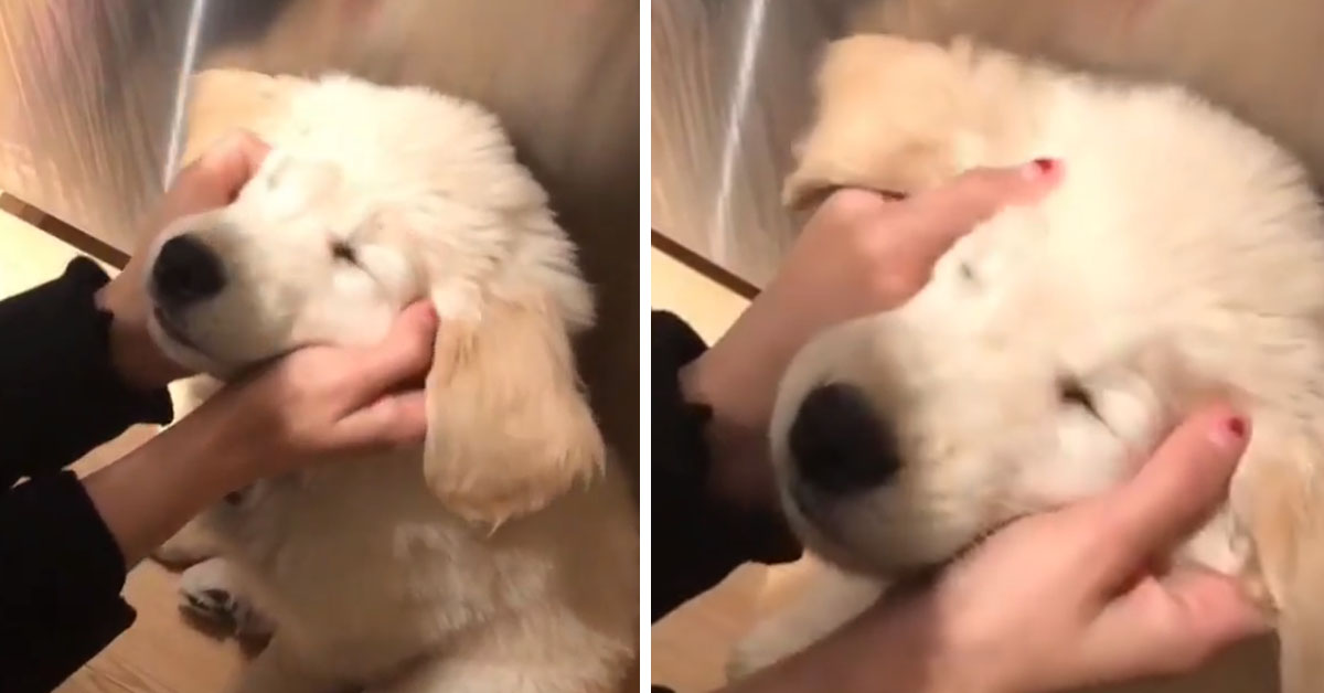 Il cucciolo di Golden Retriever è in paradiso mentre riceve le carezze (video)