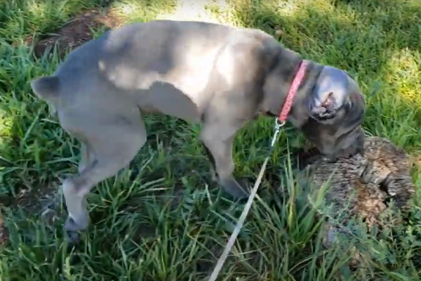 Cucciolo di cane che annusa