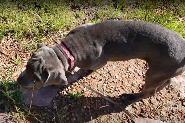 Cucciolo di cane che osserva