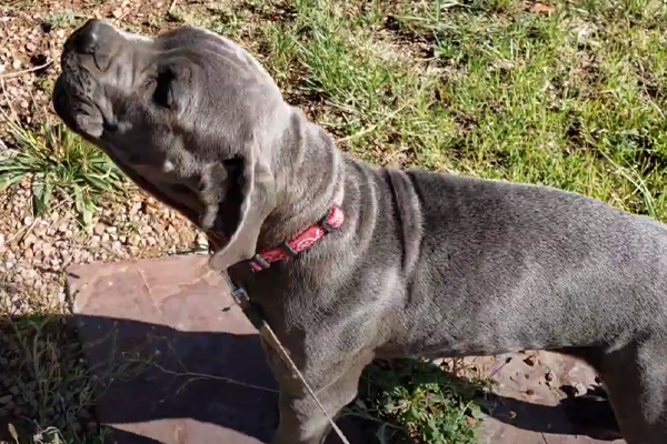 Cucciolo di cane che osserva