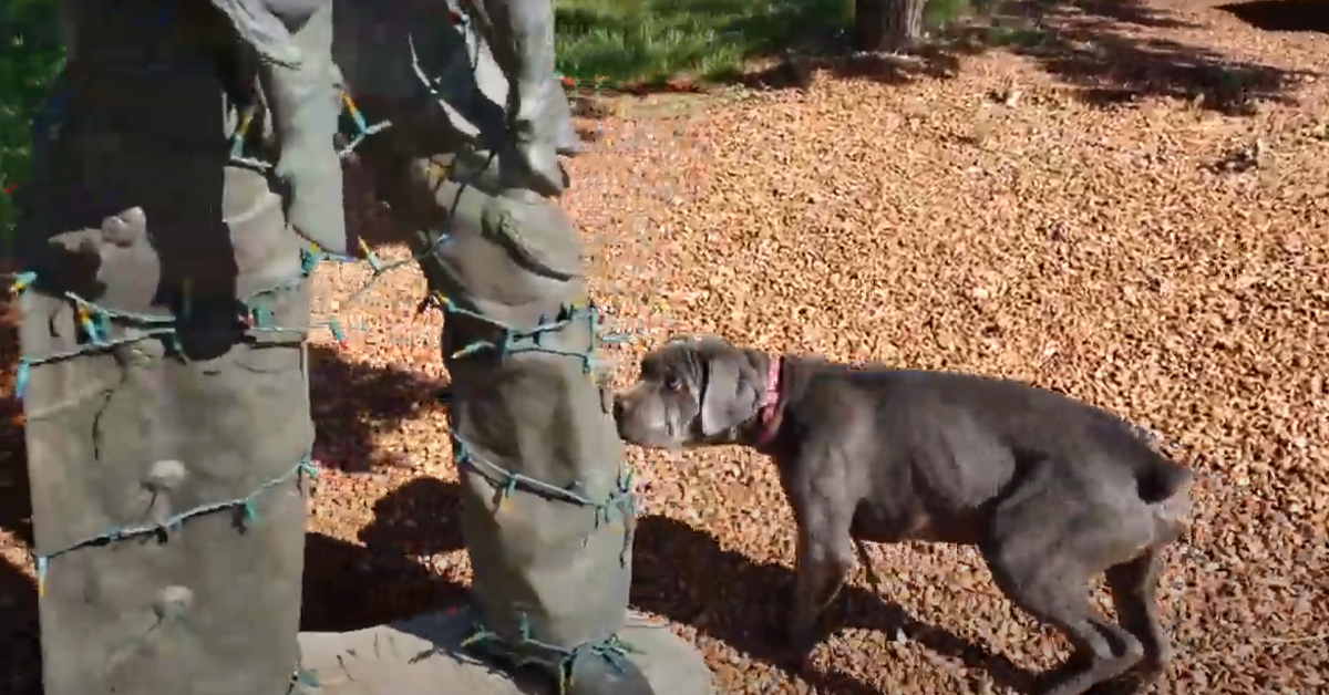 Il cucciolo di cane Corso ha paura di una statua e la sua reazione diventa virale (video)