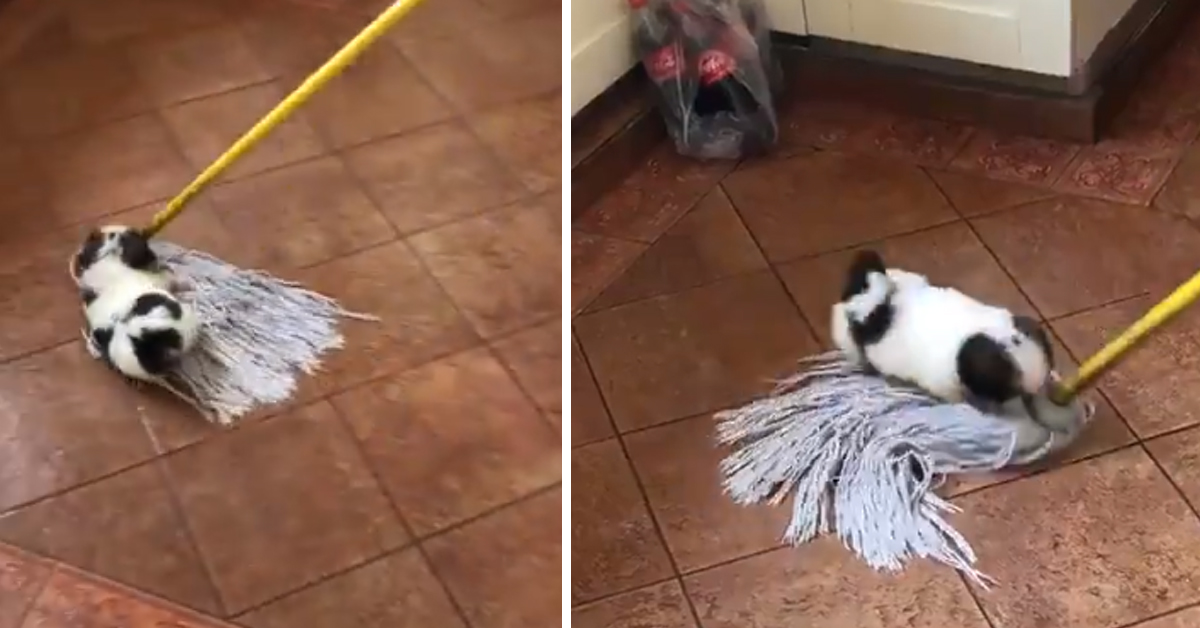 Il cucciolo gioca con il mocio e il video diventa virale
