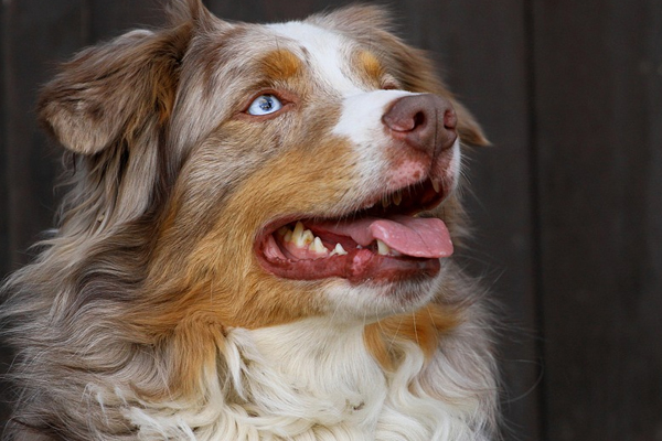 Cane che guarda in alto