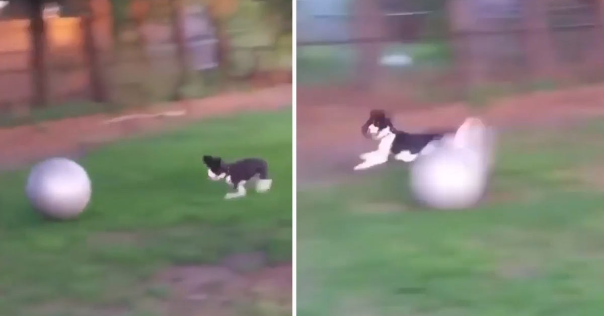 Il cucciolo gioca con una palla gigante, ma non tutto va come previsto (video)