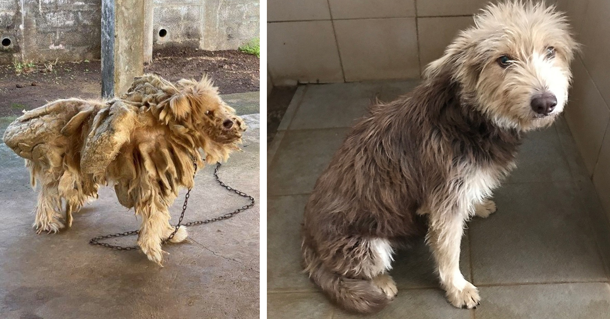 Il salvataggio del cagnolino ricoperto di dreadlocks per l’indifferenza del proprietario