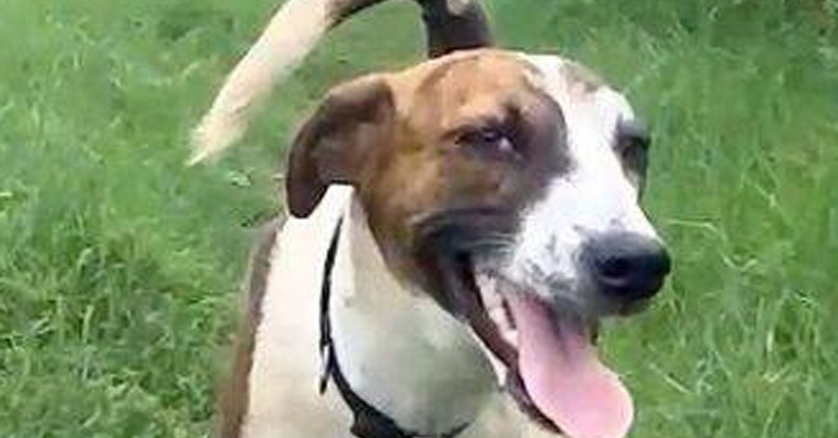 Il salvataggio di Champi, il cagnolino ricoperto di catrame che ora vuole essere felice