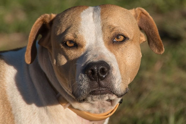 Cane che osserva