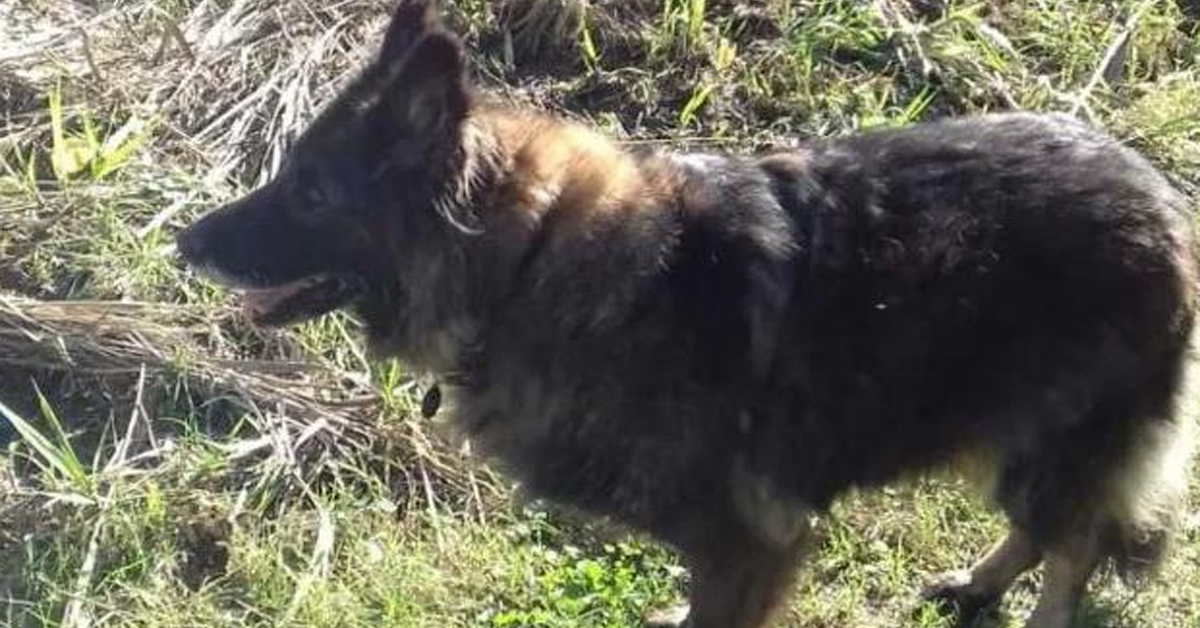 Il salvataggio di Vega, il cane da Pet Therapy che ha dedicato la sua vita agli altri