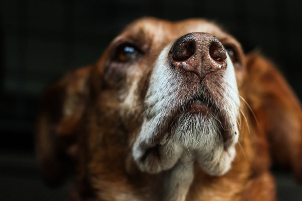 Cane che annusa