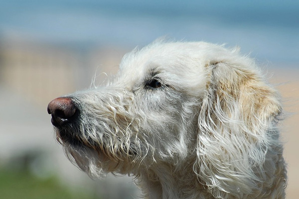 Cane che osserva