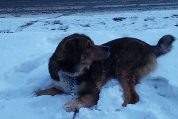 cane nella neve