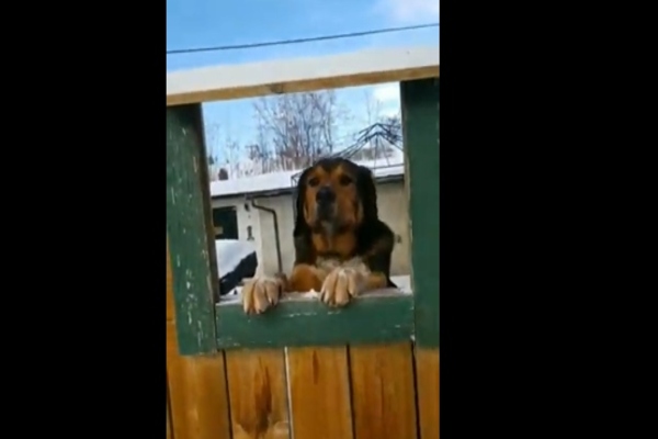 cane affacciato nella recinzione