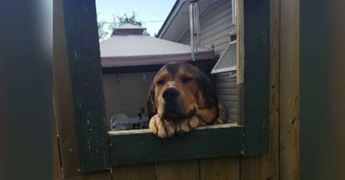 Jake, il cagnolino che si fa fare le coccole dai vicini grazie a una speciale finestra