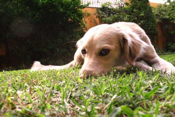 cane in giardino