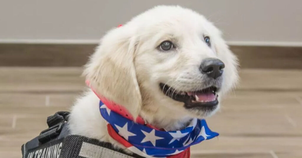 Cucciolo di Golden Retriever da Pet Therapy