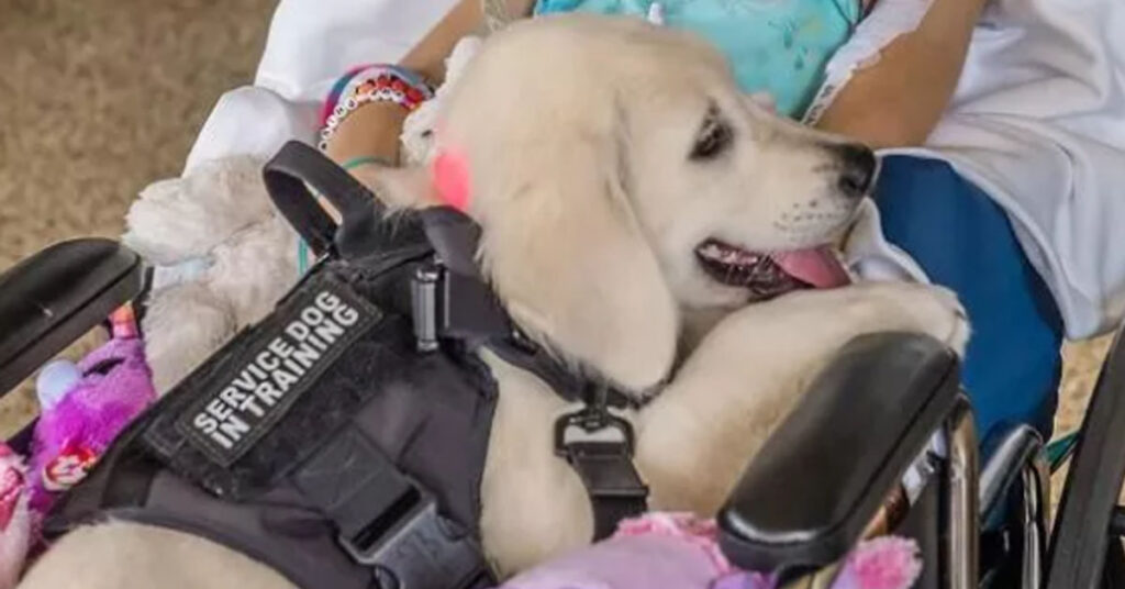 Cucciolo di Golden Retriever da Pet Therapy