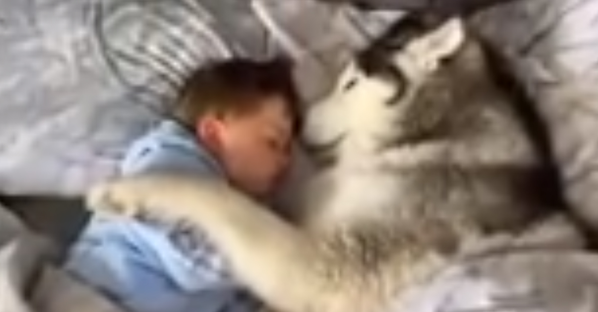 L’Husky abbraccia un bambino mentre dorme e il video commuove il web