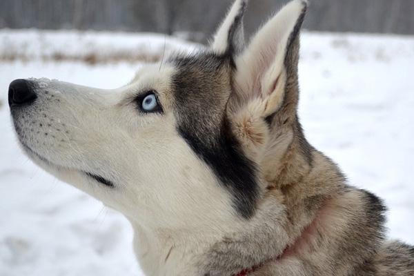 Husky osserva