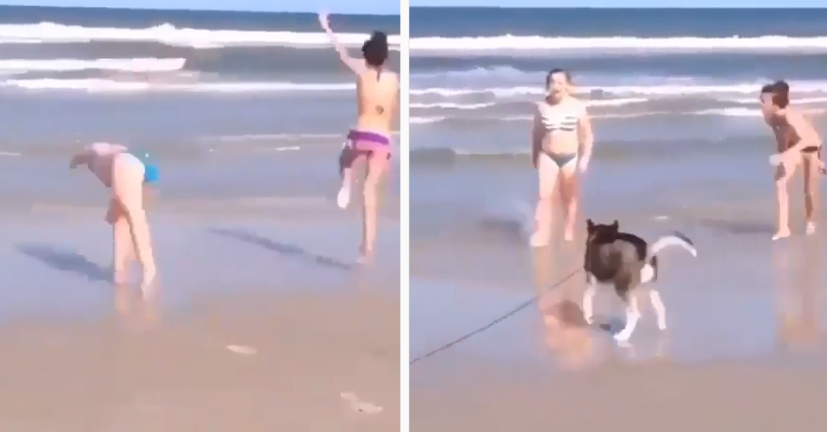 L’Husky fa la ruota imitando le sue proprietarie e il risultato è virale (video)