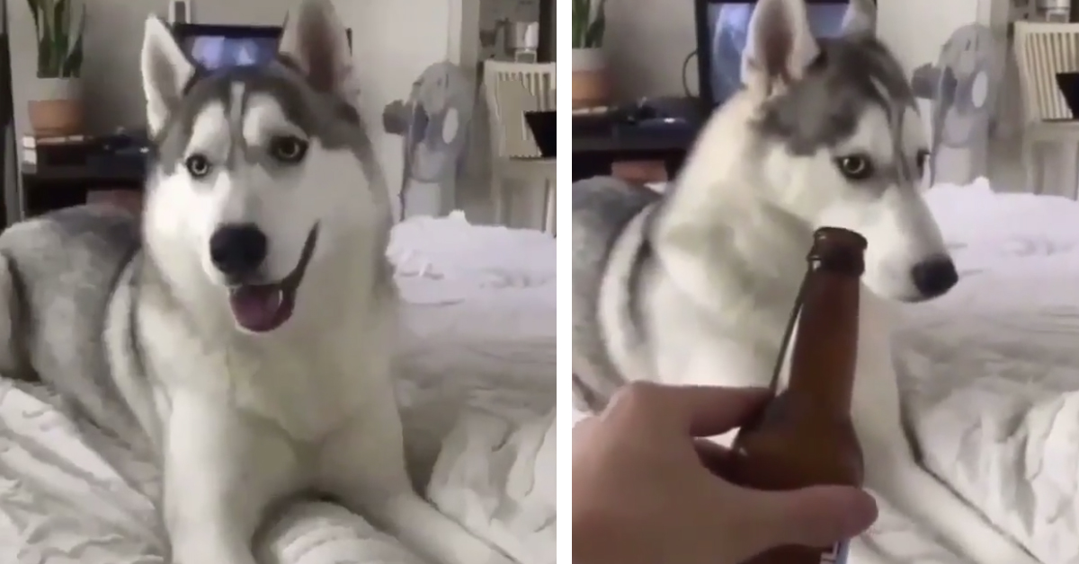 L’Husky ha paura della birra e la sua reazione fa il giro del web (video)