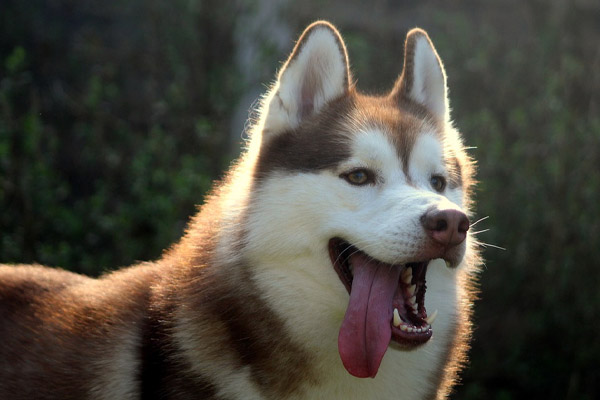 Husky con la lingua di fuori