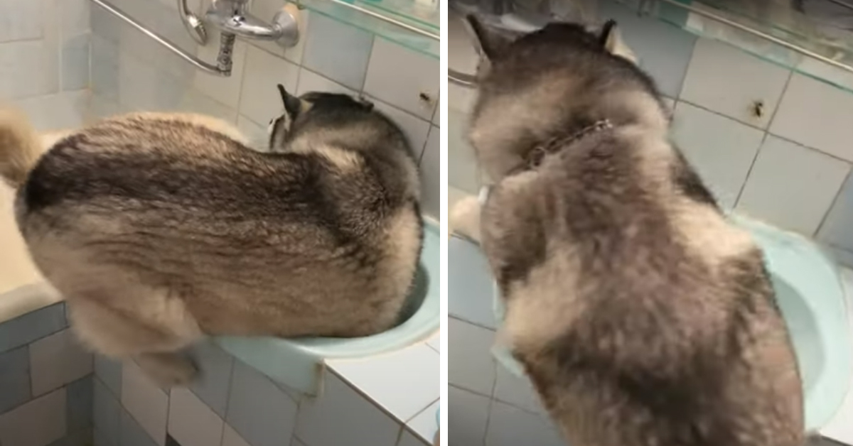 L’Husky vuole farsi il bagno nel lavandino come se fosse ancora un cucciolo (video)