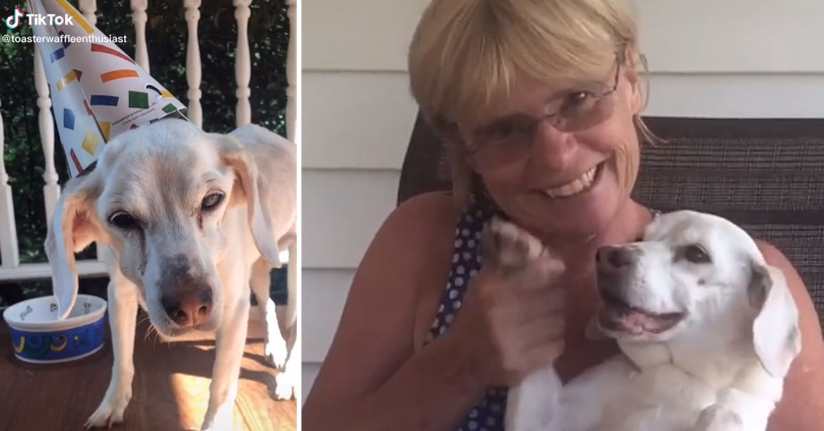 La festa di addio per la cagnolina Sophie che ha commosso il web (video)