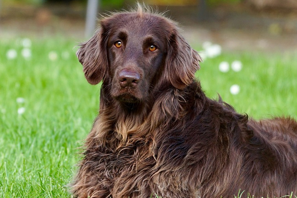 Cane che osserva