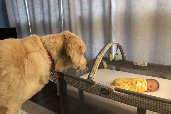 cane con neonato