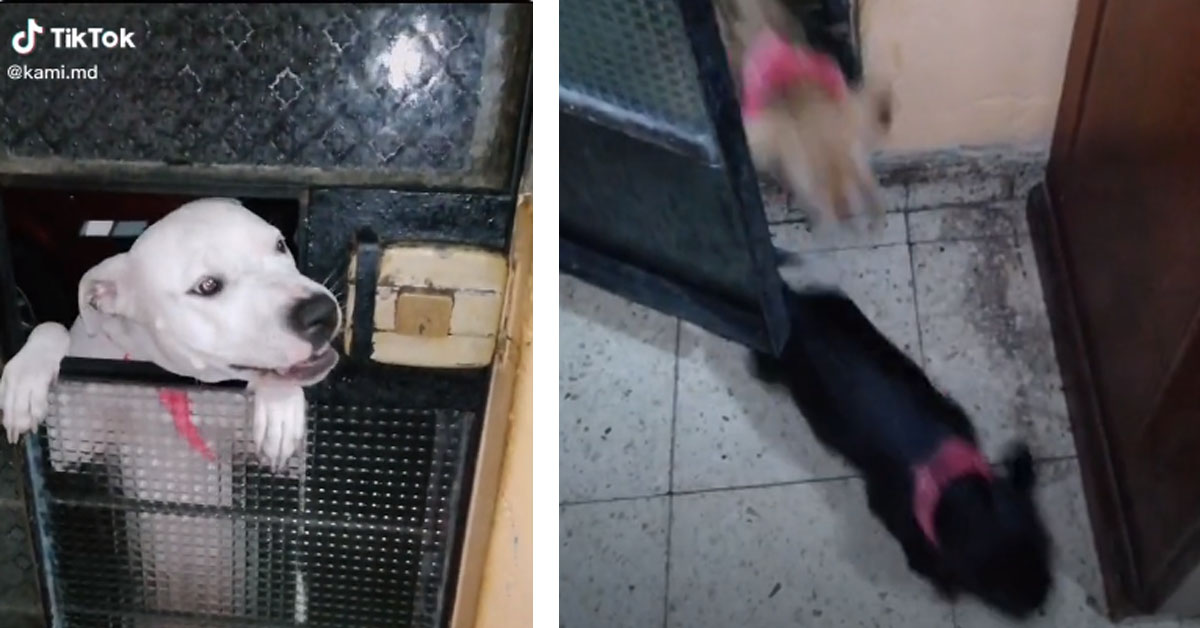 L’abile Pitbull riesce ad aprire la porta per invitare in casa i suoi amici (video)