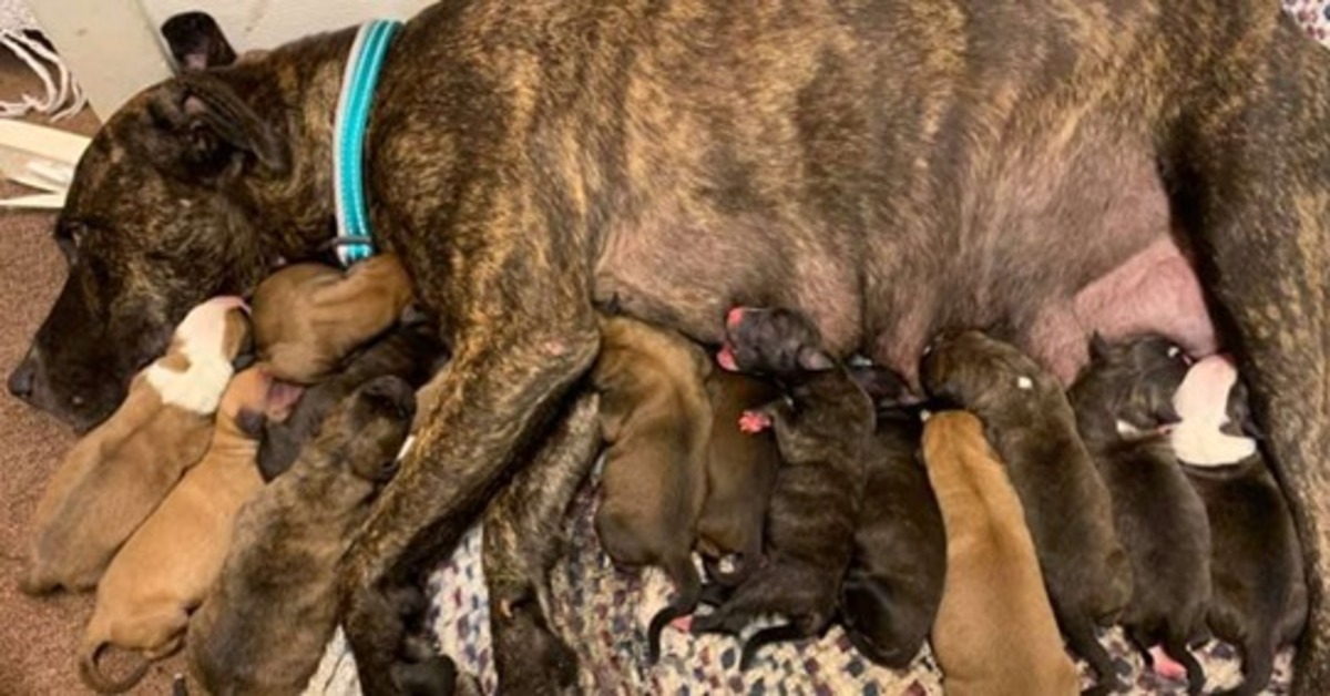 Lil ‘Mama, la cagnolina che ha partorito 15 cuccioli