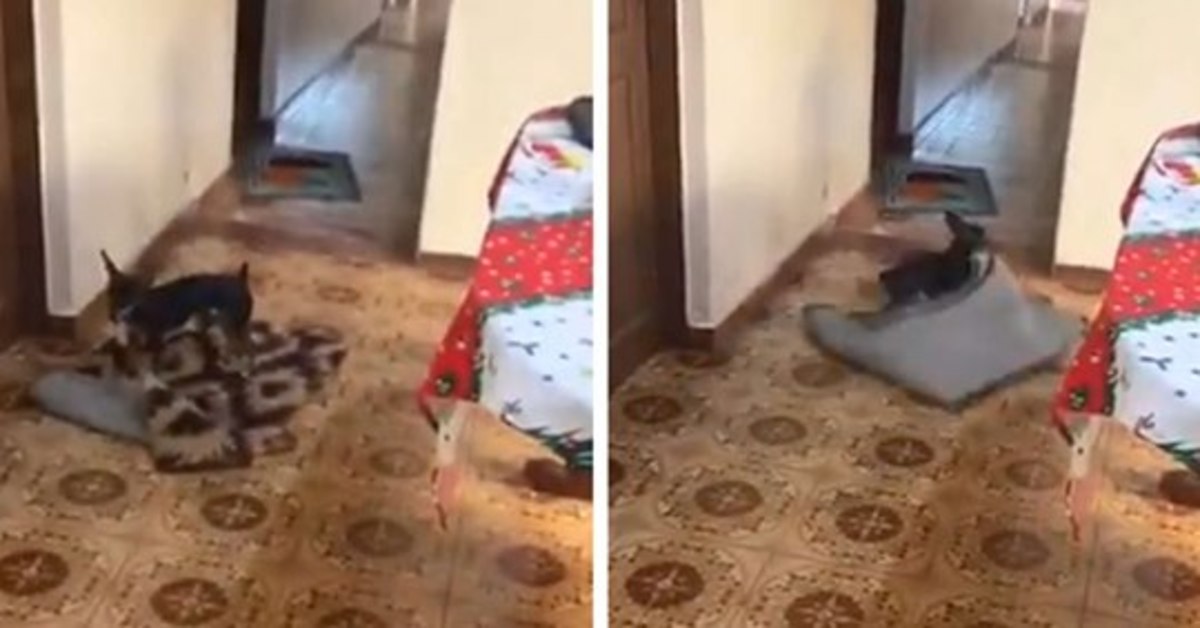 Lili la cagnolina che sposta i tappeti per far passare la sedia a rotelle della nonna (VIDEO)