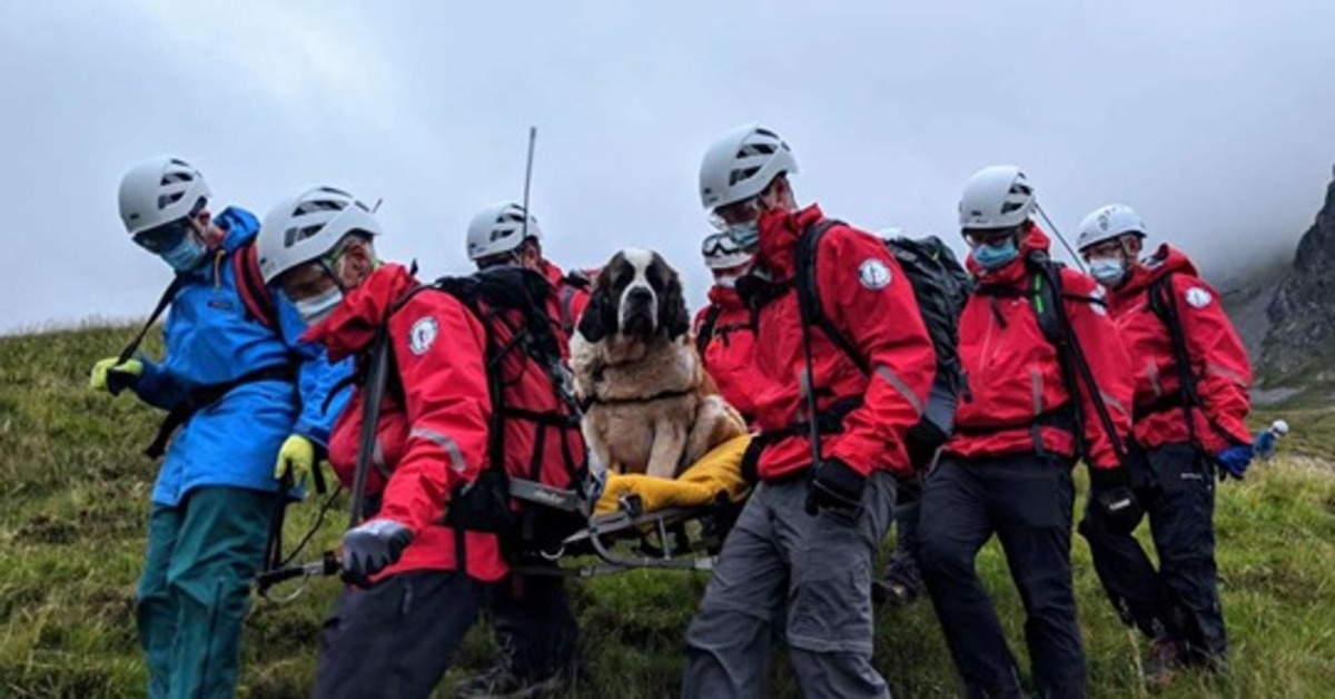 L’incredibile salvataggio di Daisy, la cagnolona rimasta bloccata in montagna