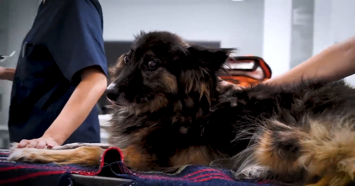 Ecco la storia di Luna, il cane abbandonato in montagna(VIDEO)