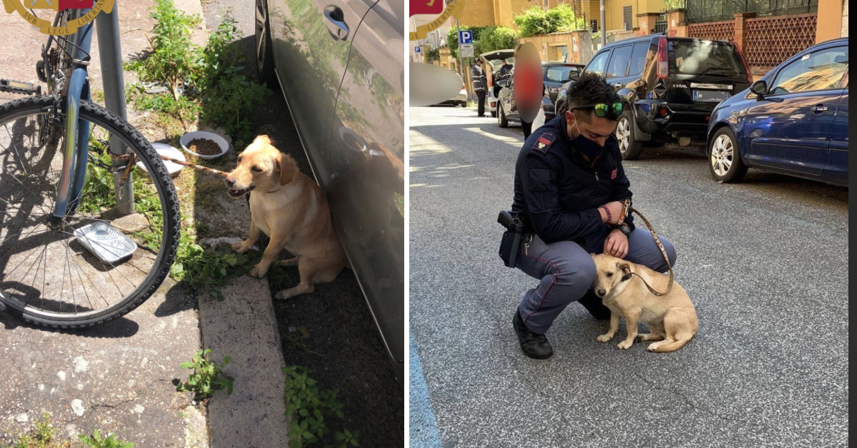 Maggie, la cagnolina abbandonata sotto il sole e adottata dal poliziotto che l’ha salvata