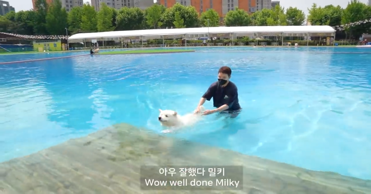 Milk il cane va in piscina e cerca di superare la sua paura(VIDEO)