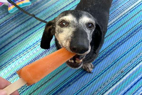 cane mangia un ghiacciolo