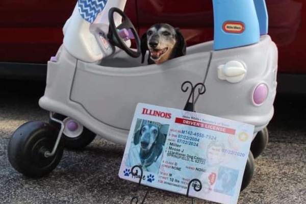 cane dentro una macchinina